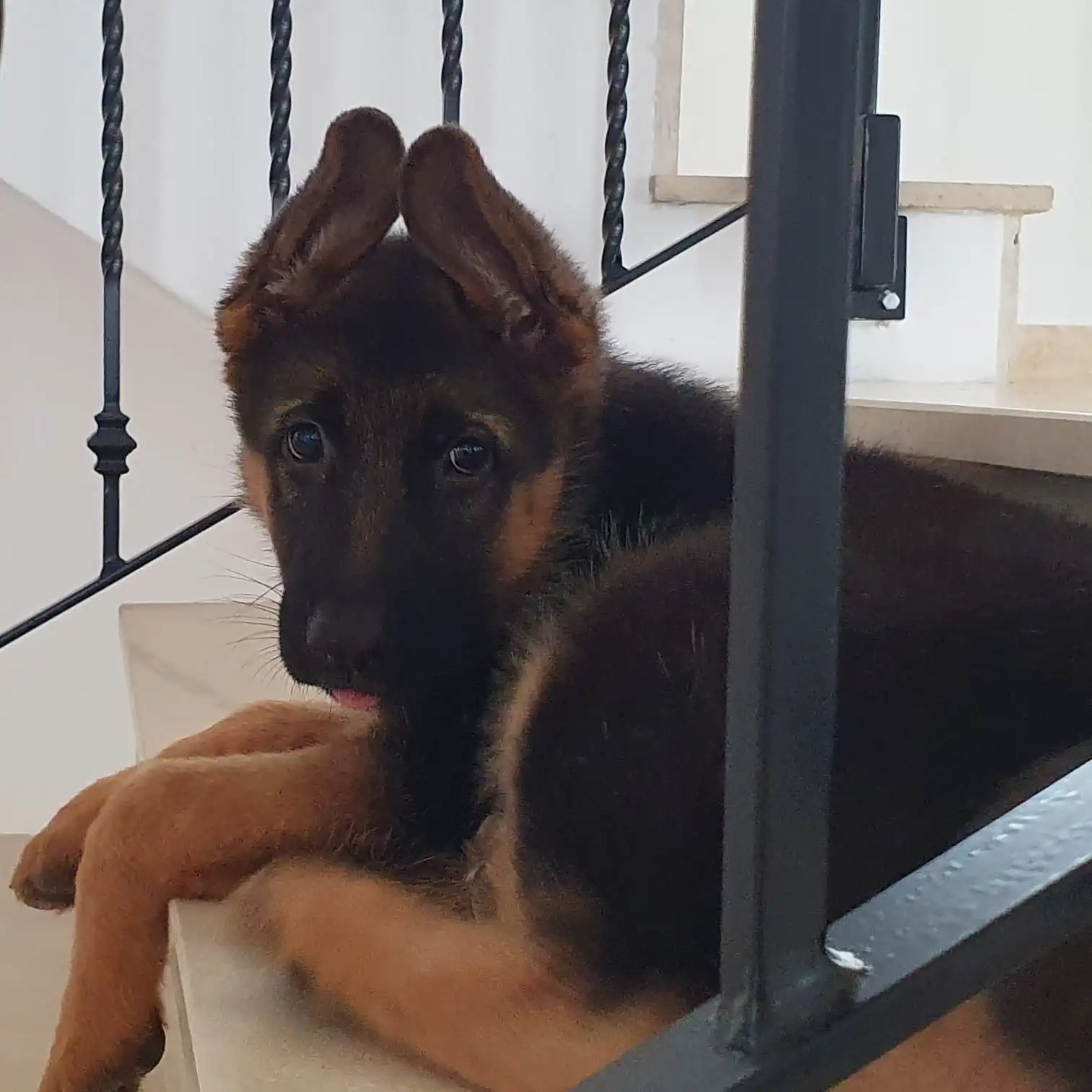 Cuccioli di pastore tedesco cucciolata A — socializzazione